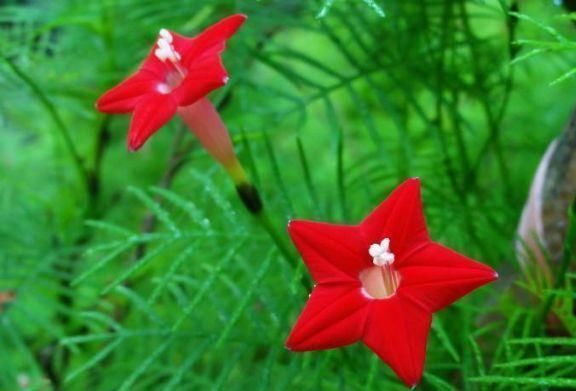  『油绿』有“3种植物”，长得像文竹，但比文竹更油绿，养在家里面美爆了