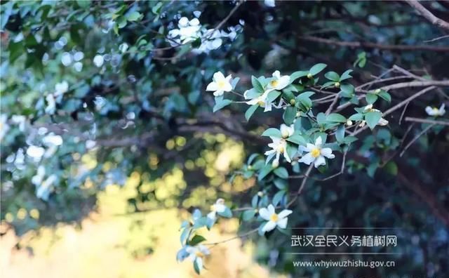 远离城市喧嚣！这个男人在黄陂建了座花海庄园，堪比“世外桃源”