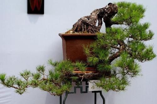 『优美』山松盆景介绍,寓意美好,形态优美