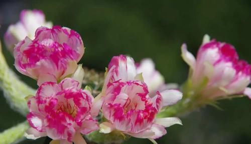  『令箭荷花』6种“荷花”，不用水只用土，开花一茬接一茬！