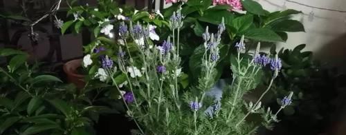  『光照』家里养的开花盆栽几年都不开花，原来是这几点没有做好