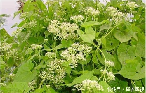  「大树」身披绿衣裳，却能“绞死”大树，这白花可不像表面那么招人喜欢