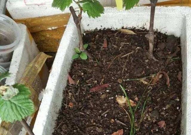  扦插：阳台如何种葡萄记住4点，果子数量多，一串串挂满了，好吃好看