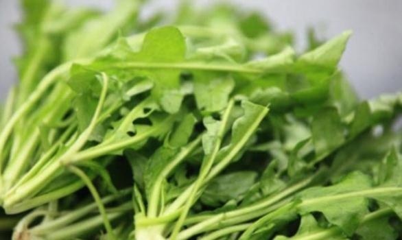  [地上]乡下一种野草，长在地上不起眼，农民常拿来喂猪，现在成