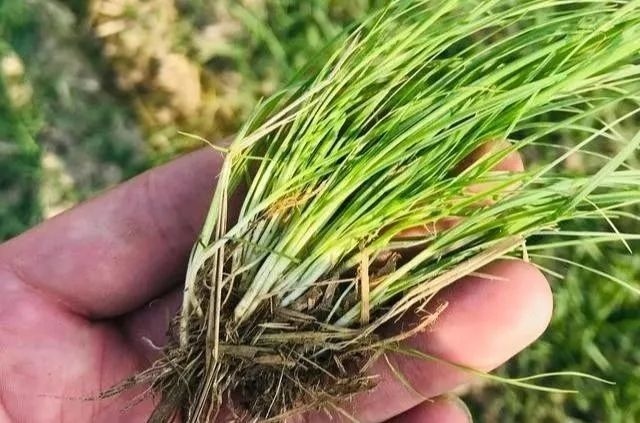  偏早|2020年立春偏早，小麦长势偏迟，早春该如何管理才能高产？