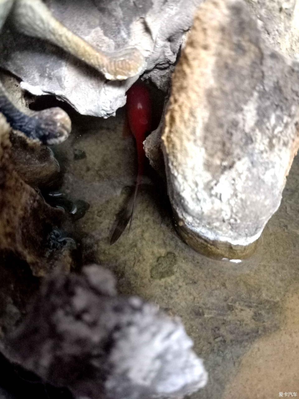 小山水盆景里的大千世界