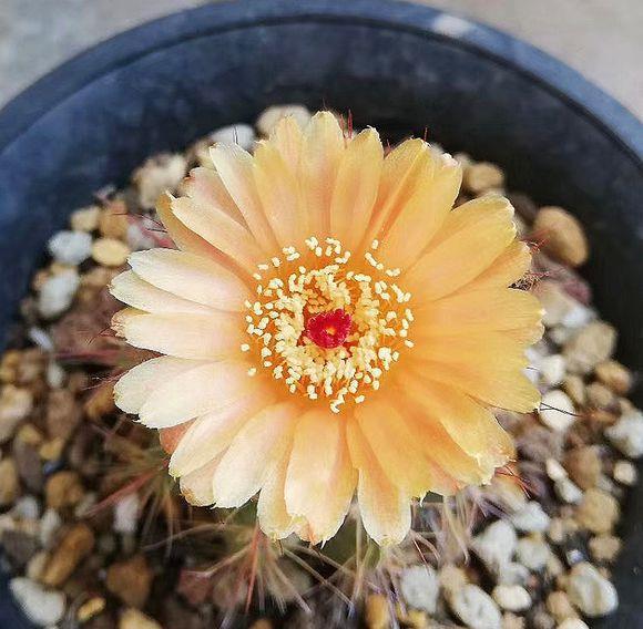  【品种】仙人球养好了，照样能开花，这5个品种，轻而易举养开花