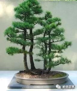 松树丛林盆景经典之作！