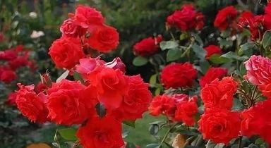 『妖娆』此花花色红红火火,开花量多,花朵硕大,养护在庭院妖娆多姿