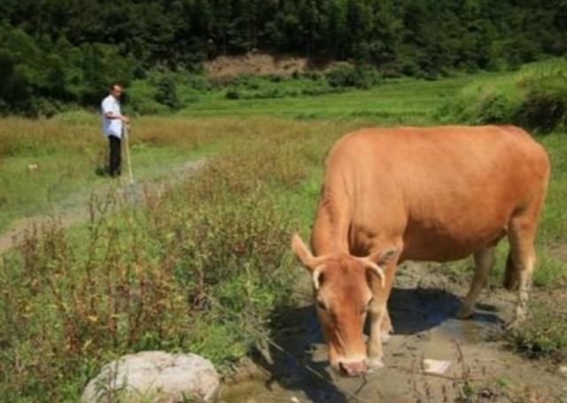  「牛肉」牛肉45元一斤，一头牛能赚2万块，为啥没人养殖