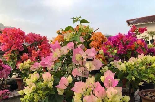 【三角梅】阳台养三角梅,必须要做到“3多”,开花200天,花比叶子多