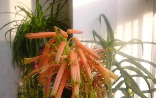  好运：芦荟开花有好运！一簇簇小红花真惹眼，怎么开花，你会吗？