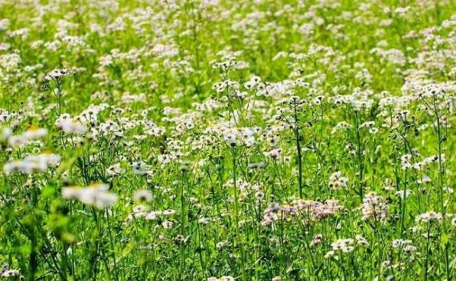  「春天」野菊花也有春天，一年蓬，可能是这个季节里最为常见最蓬勃的野花