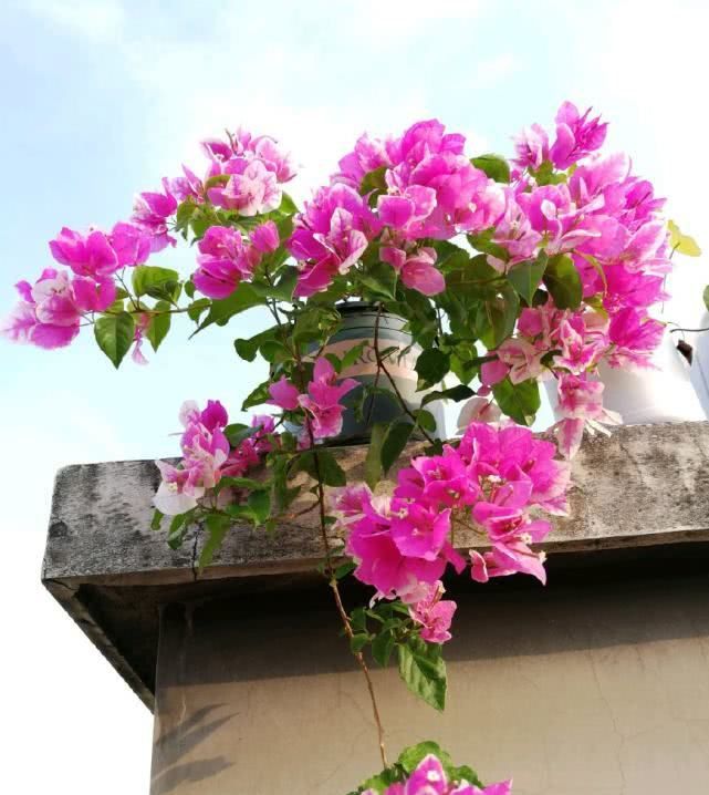  [天气]夏天养花选这种，天气越热，花开越美，花期达半年，阳台变花园