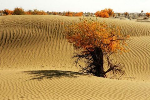  【种植】中国已投资数亿美元在塔克拉玛干沙漠种植大量植物现在