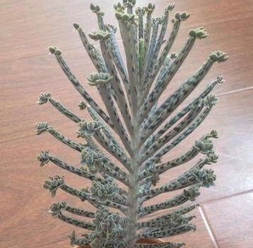  「懒人」懒人就种这5种植物，一月不浇水照样长，一棵变多棵，一年长爆盆