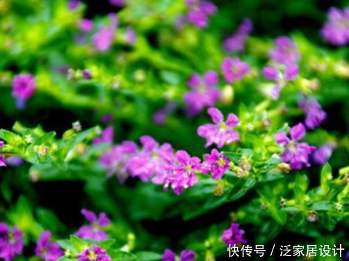  [常见]这4种常见花堪称“开花机器”，盆栽上几盆，花开繁盛惹人爱！