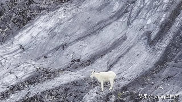 世界上会“飞檐走壁”的羊，如攀岩爱好者，能在悬崖上如履平地！