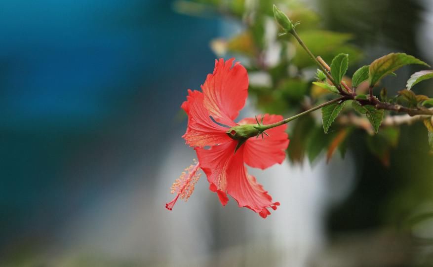  『牡丹』?一年都能开花的四种花卉，从头开到尾，比绿萝好养，比牡丹好看