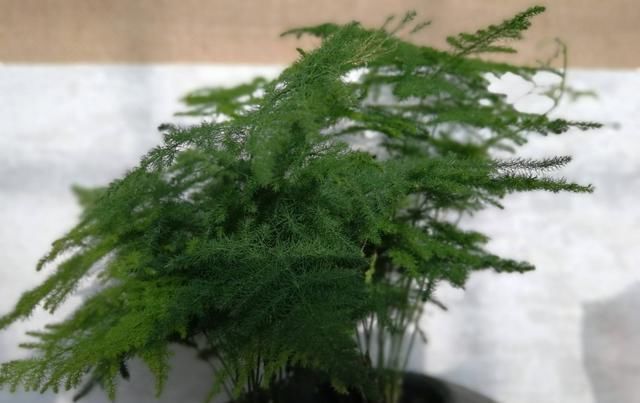  [观赏价值]聪明人喜欢这几种花，养人养家还镇宅，真是好花