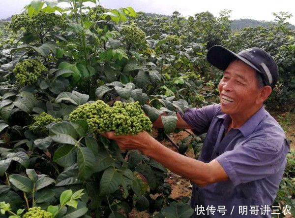  【花椒】乡下山里如今价值200一斤，这种野果子农民叫“米辣子”
