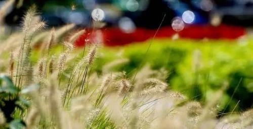  【种观赏草】别人家的花园，都流行玩“草”了！