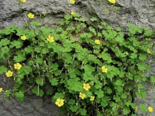  『种植物』河岸上，有1种值钱的“野草”，被称为“三叶酸”，好看、珍贵！