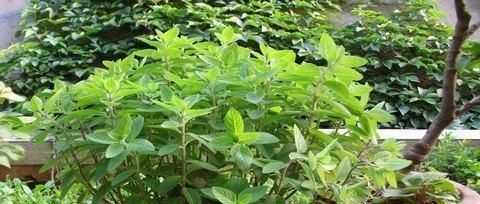  『花草』这3种花，就喜欢淋雨，越淋雨长得越快，叶子窜满盆，开花多！