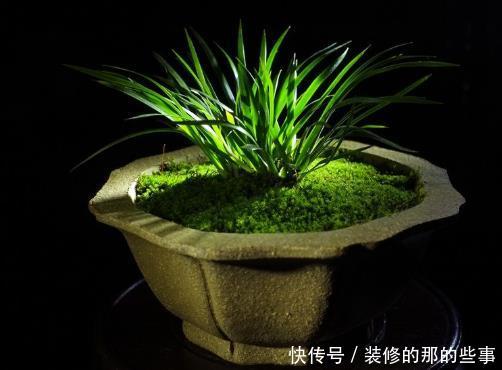  『儒雅』用4种绿植“点缀”书房，儒雅精致，静心养性，读书人别错过！