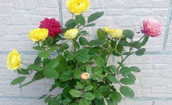  『嫁接』喜欢在家中庭院养护花卉，就选择“妖娆优美”的花卉，花色艳丽