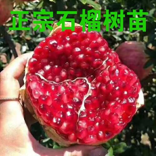  [建议]家里有地别荒芜！建议栽一棵果树，不占地，吃到嘴软