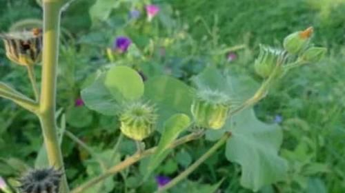  「植物」农村一种植物，价值珍贵，很少人知道，有幸遇到请珍惜！