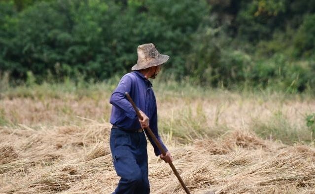  老李|60岁老农，养猪、养鸡、种地多点开花，一年赚了20万，咋做