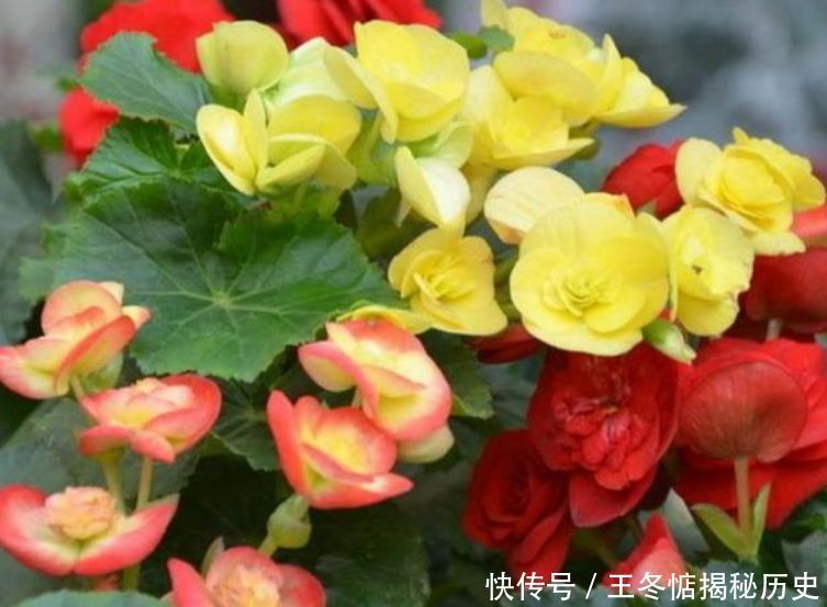  「养花」4种花是“开花机器”，全年开花不断，养花首选，1盆能开100朵花