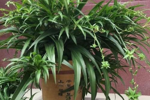  『呼呼』此种植物常见黄叶干尖，浇上一种水，匍匐茎蹭蹭长，呼呼变成瀑布