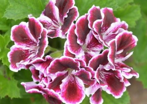 『花色』家养这些花,不用费啥心,花色多又艳,一年四季开不停,绚丽多彩