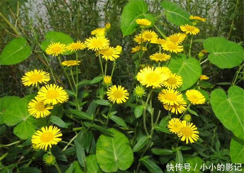 农村人把它当野菊花，却不知其珍贵，止咳良药，晒干120一斤