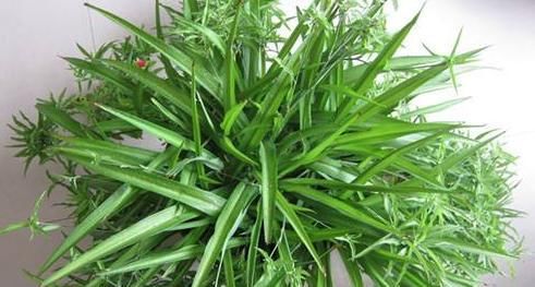  「后悔」这4种花，蔫了也留着，1个月就能“起死回生”，扔了就后悔