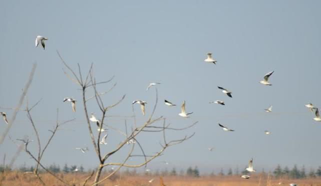  【gdp】山东这座黑马城市，它将碾压青岛，它是你的家乡吗