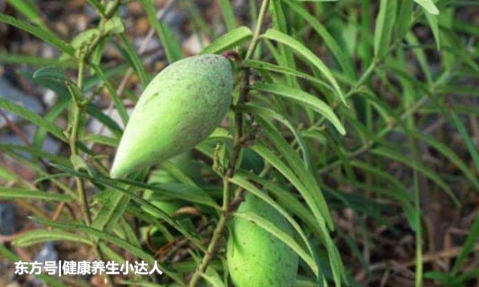 它是“最冤”野果！全身是“宝”，可惜常被农民误当野草除去