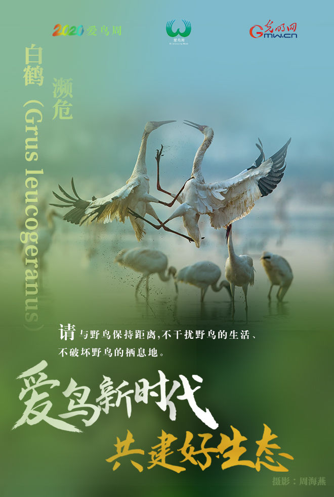  『鸟类资源』海报 | 爱它，就保护它！请善待野生鸟类