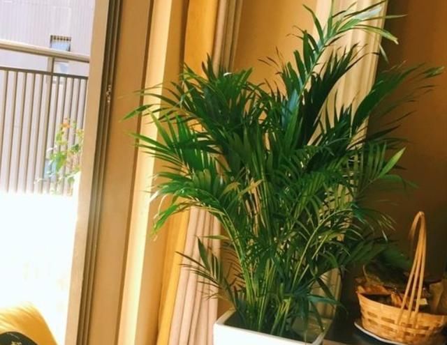  别太：好花都是浇死的，10种常见花，浇水别太勤快！