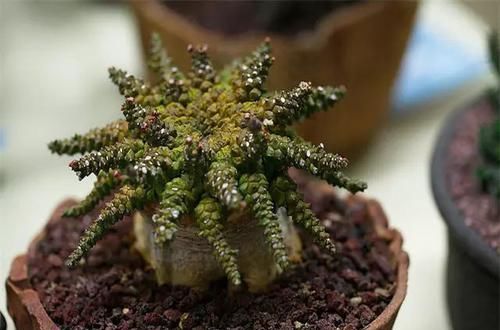  [植物]史上“最萌植物”的变态版来袭！