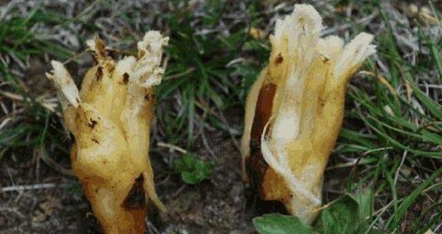 农村，您如果碰到这种植物，可别采挖太多了，价值极高稀罕