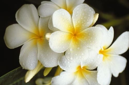「开花」“5种花”好养又漂亮,养上一盆,高端大气上档次,而且寓意好!