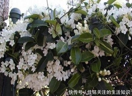  植物|想在家赏花、盆栽植物？种上1款茉莉花，阳台嗖嗖变成花海