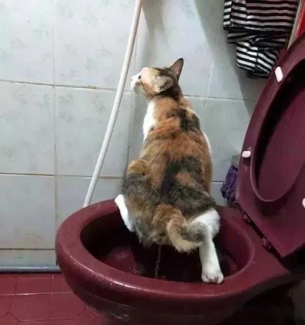 耳光■笨猫打架太惨了,打不着就算了还扇自己耳光!