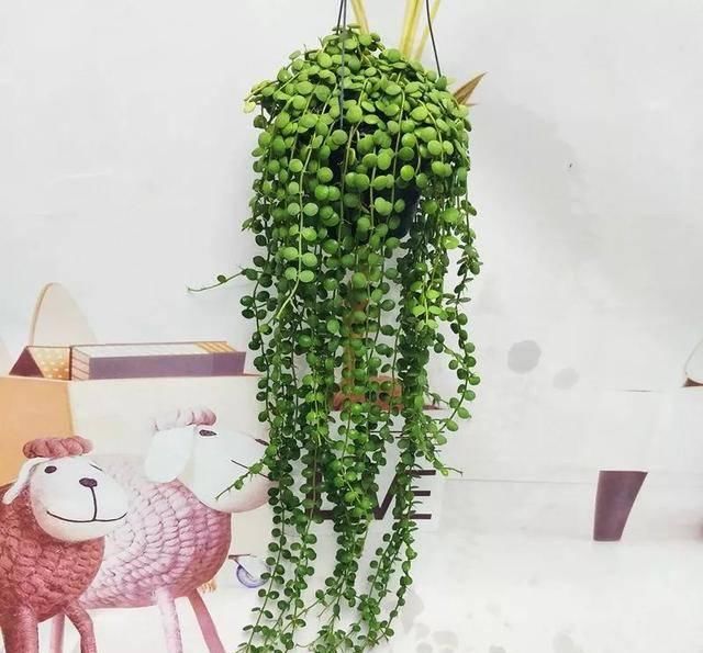 【叶吊兰的叶】吊兰居然有这么多品种 你养过几种呢?