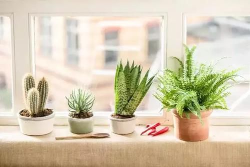  『香草植物』适合厨房养护的植物，耐油烟和湿热的植物有哪些？