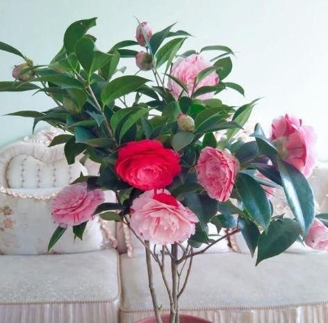  【阳台】家养这些植物，阳台开出花海，如梦如幻，寓意吉祥，漂亮好养